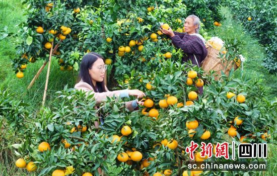 仁寿县板桥镇团圆社区果园里果农们正在采摘晚熟柑橘。潘建勇 摄 仁寿县板桥镇团圆社区果园里果农们正在采摘晚熟柑橘。潘建勇 摄