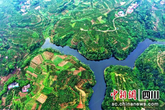 昔日荒山变成增收的柑橘产业。潘建勇 摄 昔日荒山变成增收的柑橘产业。潘建勇 摄