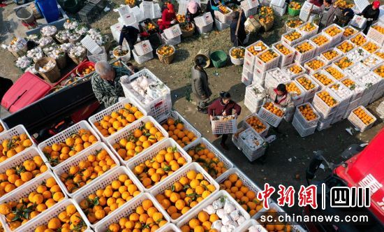 果农们正在装箱上车晚熟柑橘。潘建勇 摄 果农们正在装箱上车晚熟柑橘。潘建勇 摄