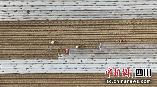 当地蔬菜种植大户正组织村民下种、覆膜,田间地头呈现一片繁忙景象。黎涛 摄 当地蔬菜种植大户正组织村民下种、覆膜,田间地头呈现一片繁忙景象。黎涛 摄