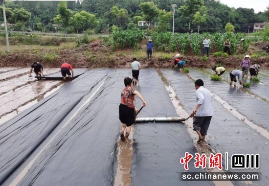 水稻覆膜节水节肥综合高产技术。简阳融媒体中心 供图 水稻覆膜节水节肥综合高产技术。简阳融媒体中心 供图