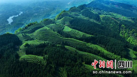 绿色洪雅。洪雅融媒供图 绿色洪雅。洪雅融媒供图