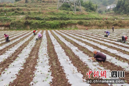 农户正在地里忙碌。蔡兰 摄 农户正在地里忙碌。蔡兰 摄