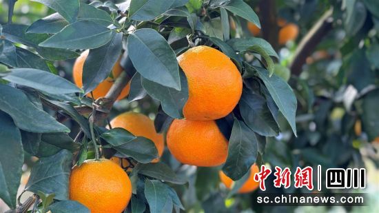 成熟的爱媛橙挂满枝头。 旌阳区融媒体中心供图 成熟的爱媛橙挂满枝头。 旌阳区融媒体中心供图