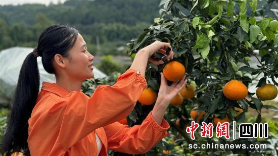 采摘爱媛。 旌阳区融媒体中心供图 采摘爱媛。 旌阳区融媒体中心供图