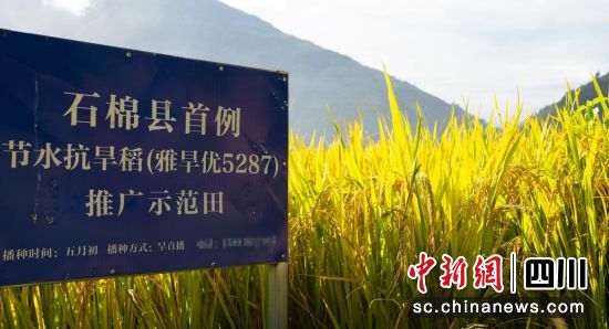 推广示范田。石棉融媒 供图 推广示范田。石棉融媒 供图