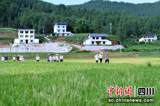 蓬安县政协开展高标准农田建设工作专题视察(资料图)。彭圣洲 摄 蓬安县政协开展高标准农田建设工作专题视察(资料图)。彭圣洲 摄