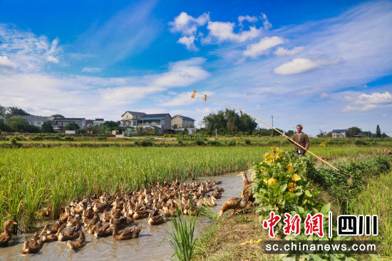 当地的脱贫户正在稻鸭共养田喂养麻鸭。杨尚威 摄 当地的脱贫户正在稻鸭共养田喂养麻鸭。杨尚威 摄