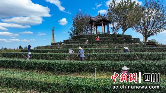 10月23日,茶农在茶园进行管护现场。中共平昌委宣传部 供图 10月23日,茶农在茶园进行管护现场。中共平昌委宣传部 供图