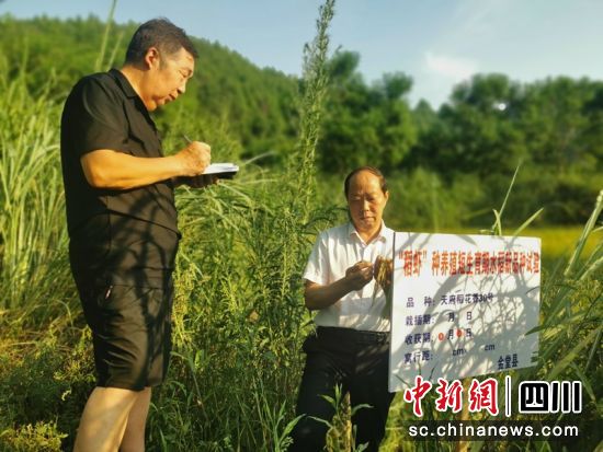 成都金堂县“五老”志愿者彭世选(左)在高板街道同善村开展“短生育期水稻试验田测产”工作。成都市关工委供图 成都金堂县“五老”志愿者彭世选(左)在高板街道同善村开展“短生育期水稻试验田测产”工作。成都市关工委供图