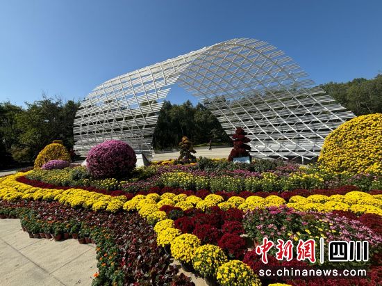 梓潼县第三届文昌公园菊花展。 林忠伟 摄 梓潼县第三届文昌公园菊花展。 林忠伟 摄