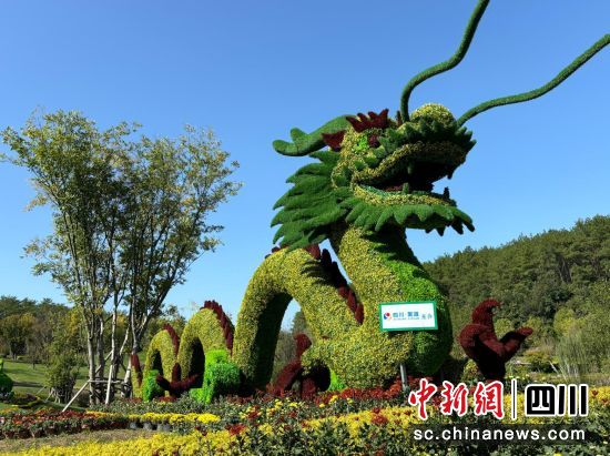 梓潼县第三届文昌公园菊花展。 林忠伟 摄 梓潼县第三届文昌公园菊花展。 林忠伟 摄