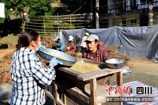 大豆种植喜获丰收。汶川县委宣传部供图 大豆种植喜获丰收。汶川县委宣传部供图