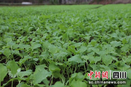 生机勃勃的油菜苗。韩沁 摄 生机勃勃的油菜苗。韩沁 摄