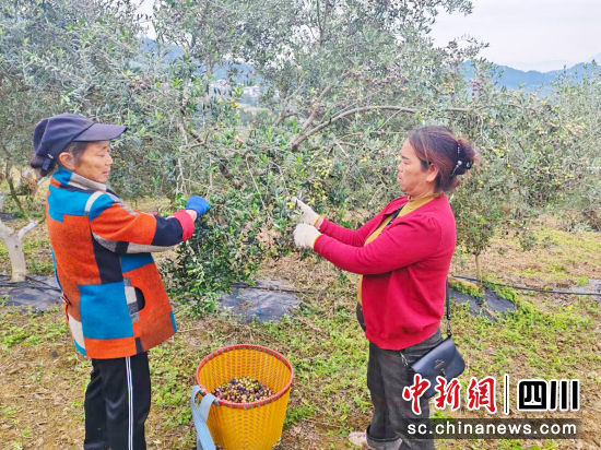 村民采摘油橄榄果。中共广元市利州区委宣传部 供图 村民采摘油橄榄果。中共广元市利州区委宣传部 供图
