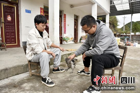 向建(右)在察看“广元灰鸡”生长情况。 朝天融媒 供图 向建(右)在察看“广元灰鸡”生长情况。 朝天融媒 供图