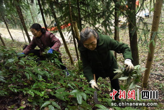 村民收割淫羊藿。青川融媒 供图 村民收割淫羊藿。青川融媒 供图