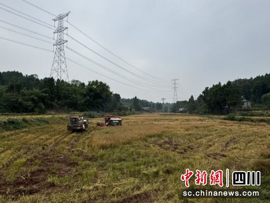 收割机在稻田里收割。张凤莉 摄 收割机在稻田里收割。张凤莉 摄