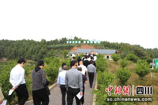 东坝镇打鼓山村柑橘现代农业园区。高林阳 摄 东坝镇打鼓山村柑橘现代农业园区。高林阳 摄