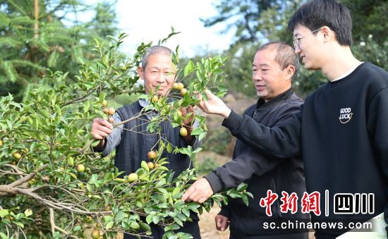 农技人员查看油茶成熟情况。杜文雅 供图 农技人员查看油茶成熟情况。杜文雅 供图
