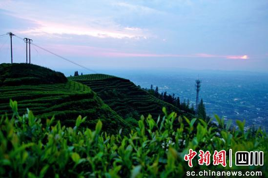 茶园一角。泸县融媒体中心供图 茶园一角。泸县融媒体中心供图