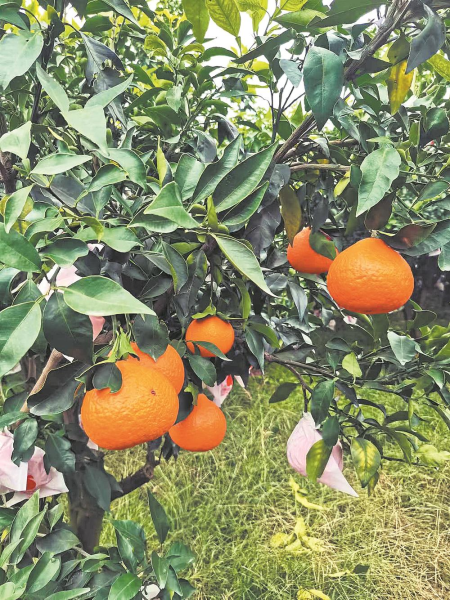 ▲蒲江爱媛果冻橙 ▲蒲江爱媛果冻橙