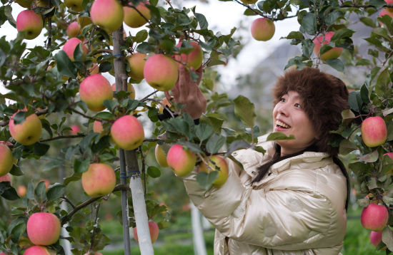 ���ο�����ƻ����ժ�� ���꾰/��