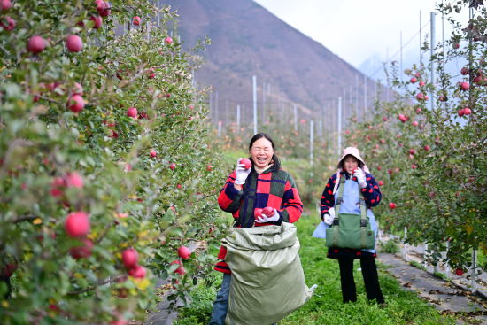 ����ͮͮ��ƻ������֦ͷ�� ����/�� 