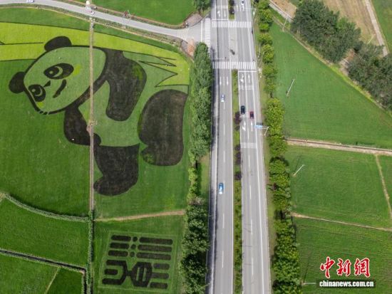 2025年6月25日,在四川成都崇州市天府粮仓国家现代农业产业园,一幅巨型大熊猫图案镶嵌在万亩稻田中间。(无人机照片) 记者 张浪 摄 2025年6月25日,在四川成都崇州市天府粮仓国家现代农业产业园,一幅巨型大熊猫图案镶嵌在万亩稻田中间。(无人机照片) 记者 张浪 摄
