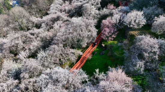 平武印象梅林迎接游客“品春光” 平武印象梅林迎接游客“品春光”